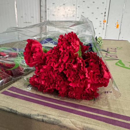 Гвоздика Red