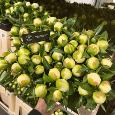 Duchesse de nemours