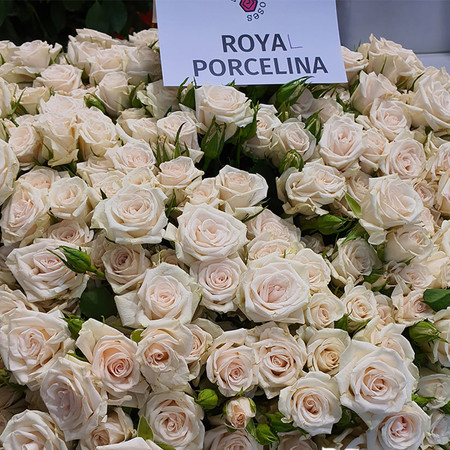 Роза кустовая Royal Porcelina