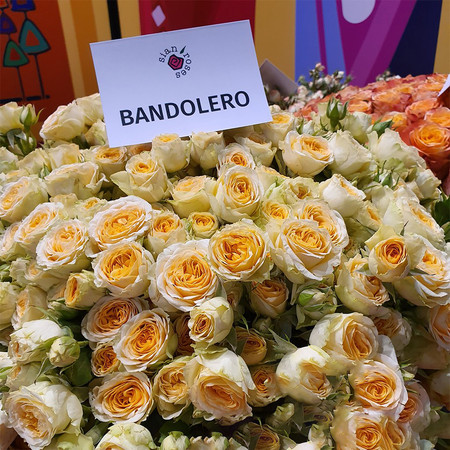 Роза кустовая Bandolero