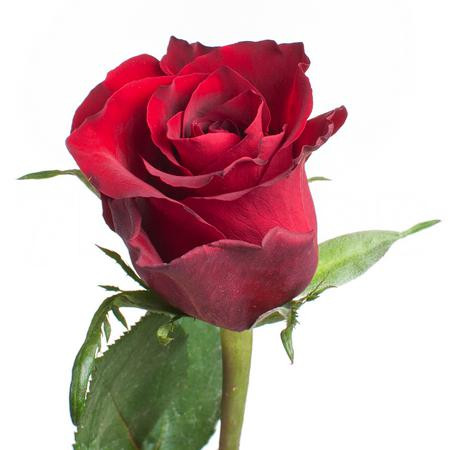 Роза Ever Red