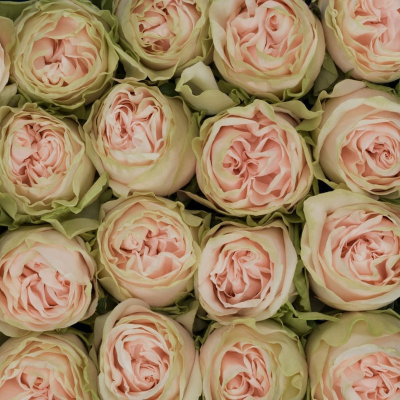 Роза Wedding Rose