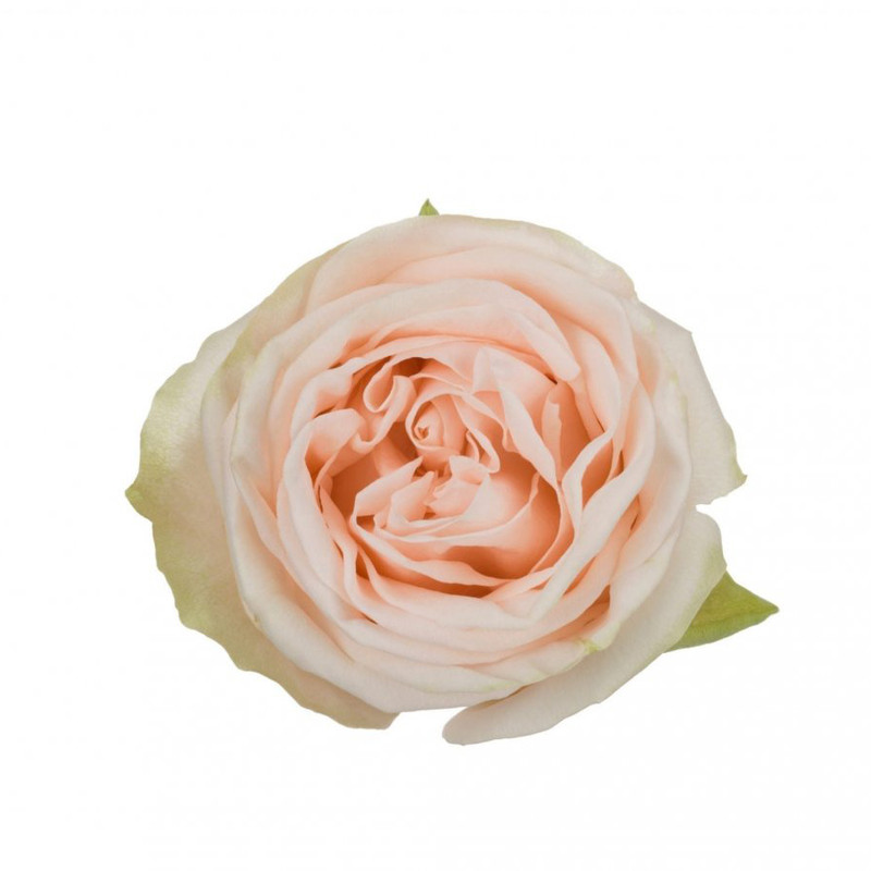 Роза Wedding Rose
