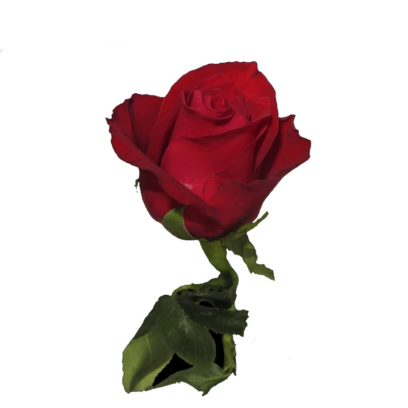 Роза Red One