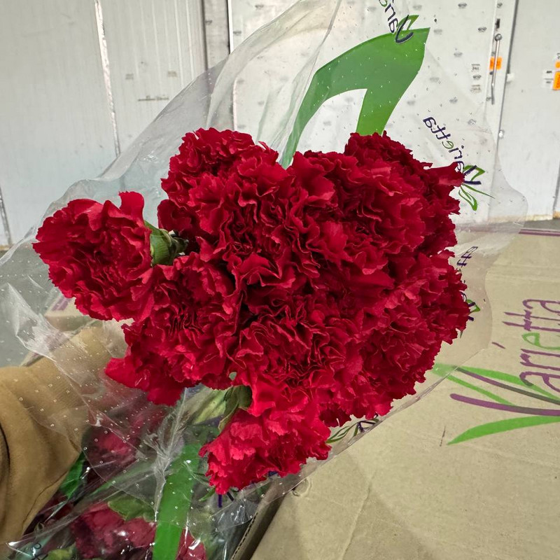 Гвоздика Red