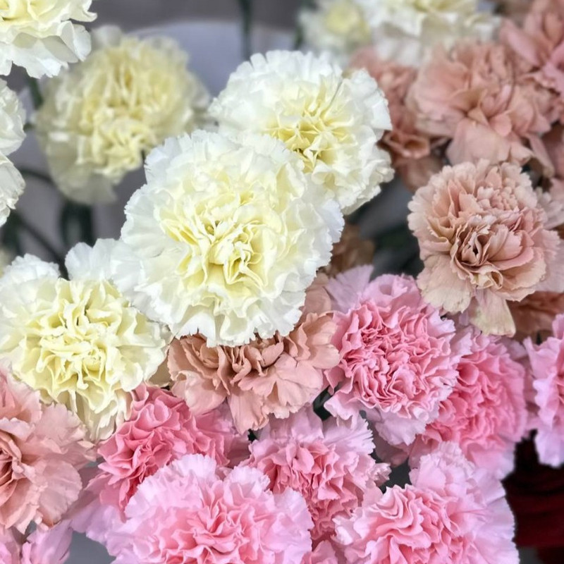 Гвоздика Pastel Mix