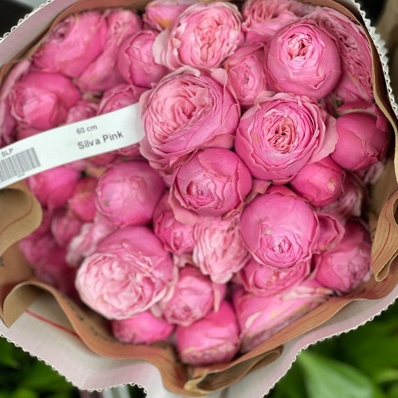 Кустовая садовая Роза Silva Pink