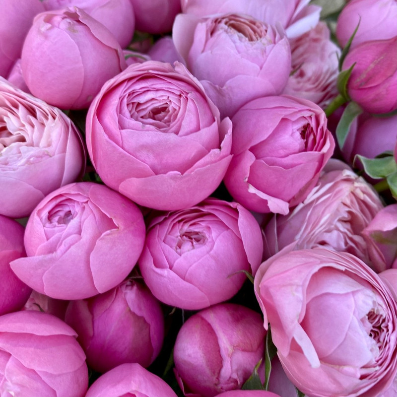 Кустовая садовая Роза Silva Pink