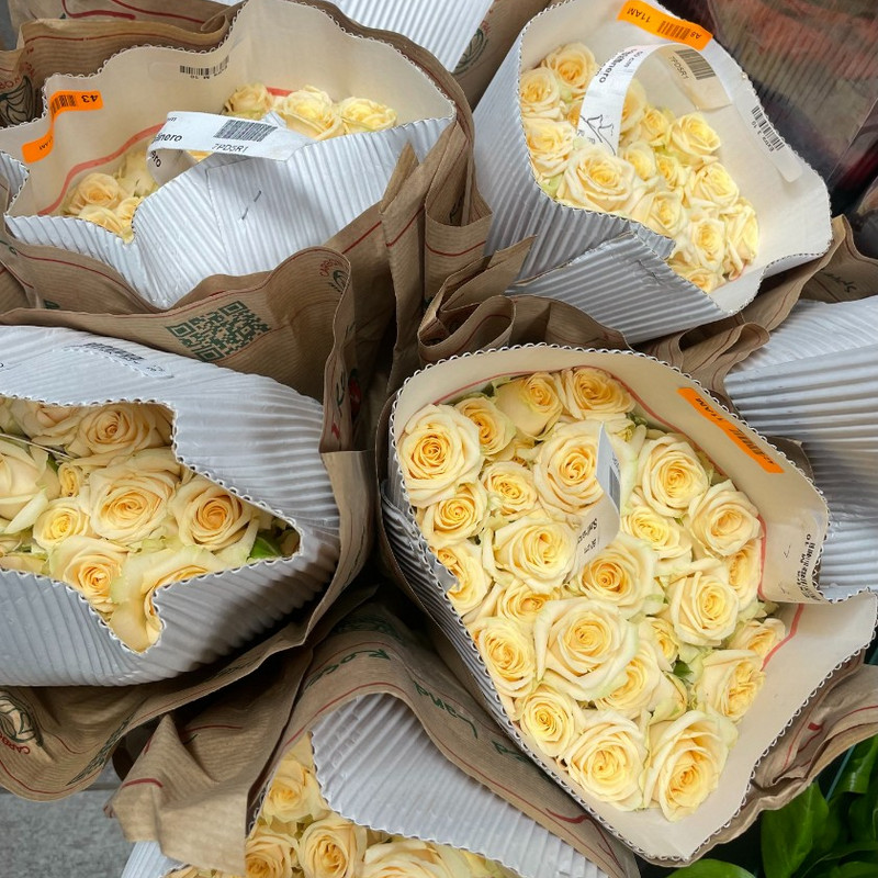 Кустовая Роза Salinero