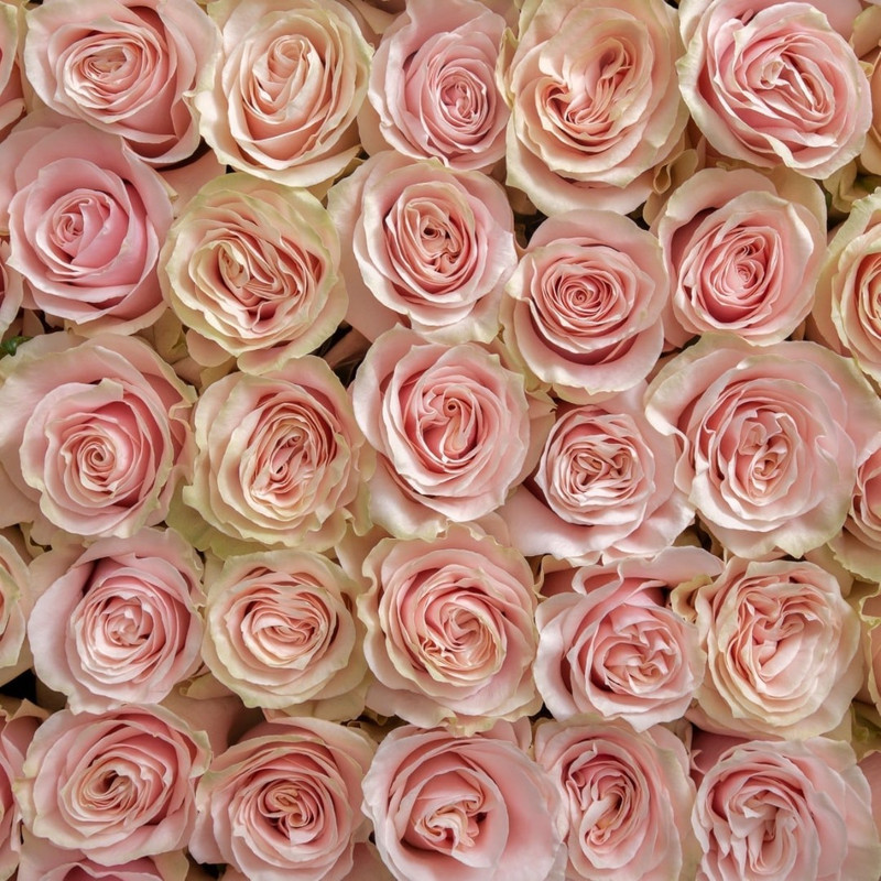 Роза Pink Mondial
