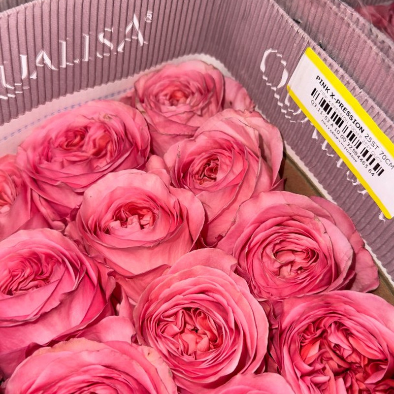 Роза Pink Expression