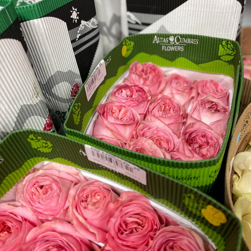 Роза Pink Expression
