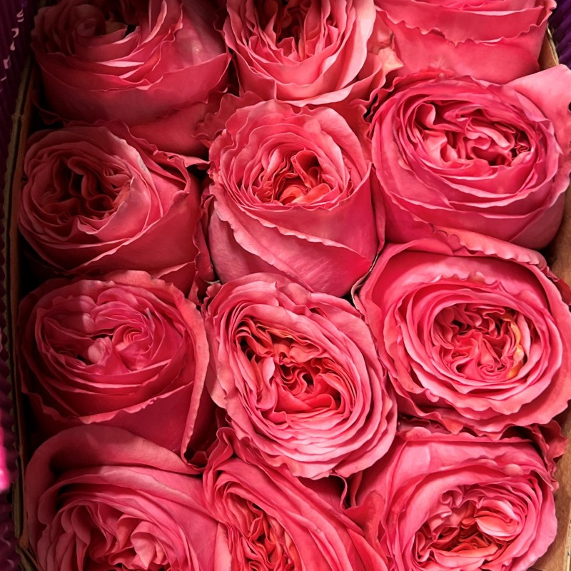 Роза Pink Expression