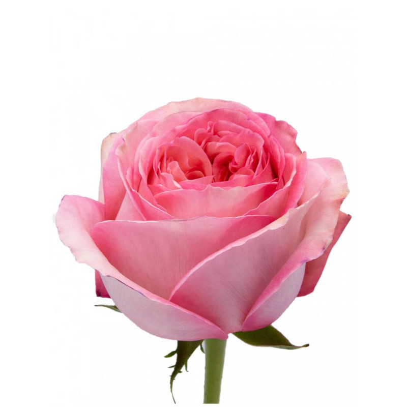Роза Pink Expression
