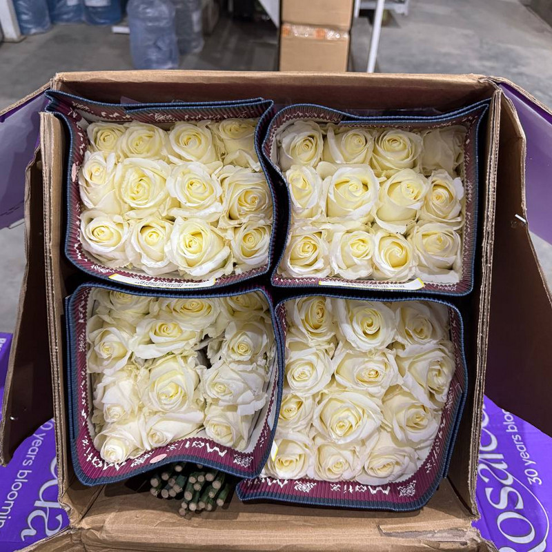 Роза White Chocolate