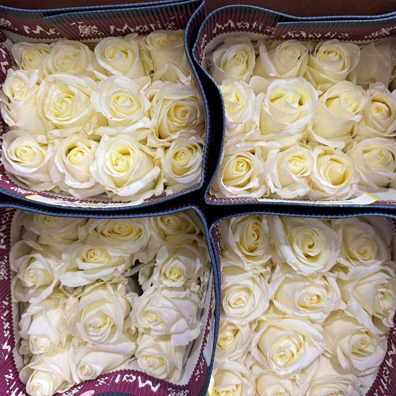 Роза White Chocolate