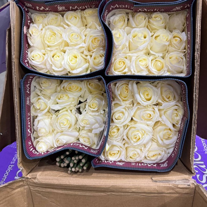 Роза White Chocolate