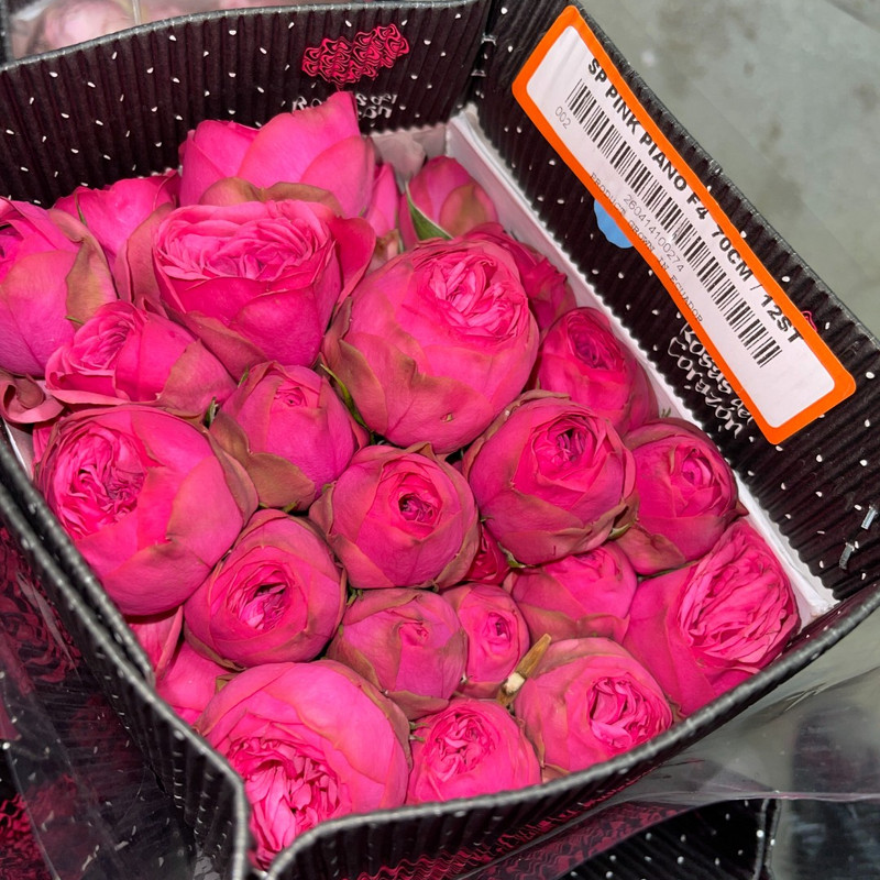 Кустовая роза Giselle Spray Rose