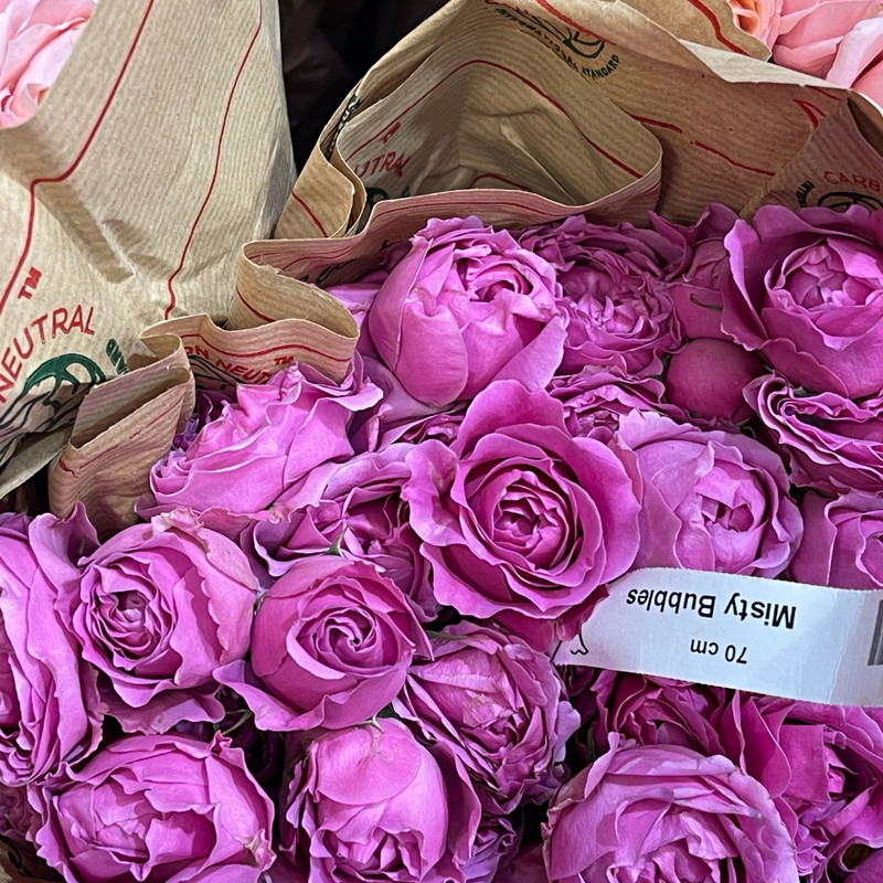Роза кустовая Misty Bubbles Spray Roses