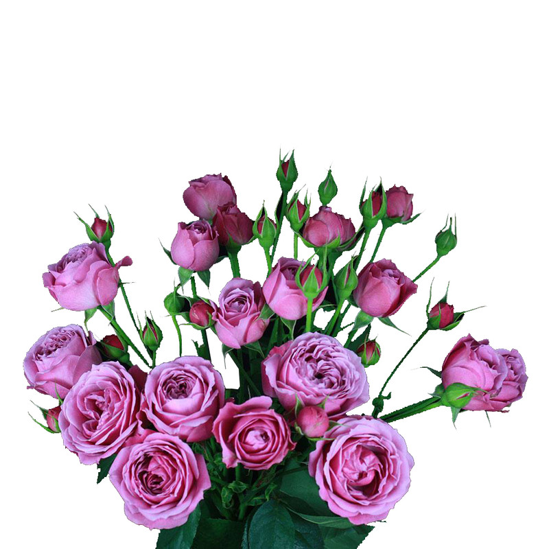 Роза кустовая Misty Bubbles Spray Roses