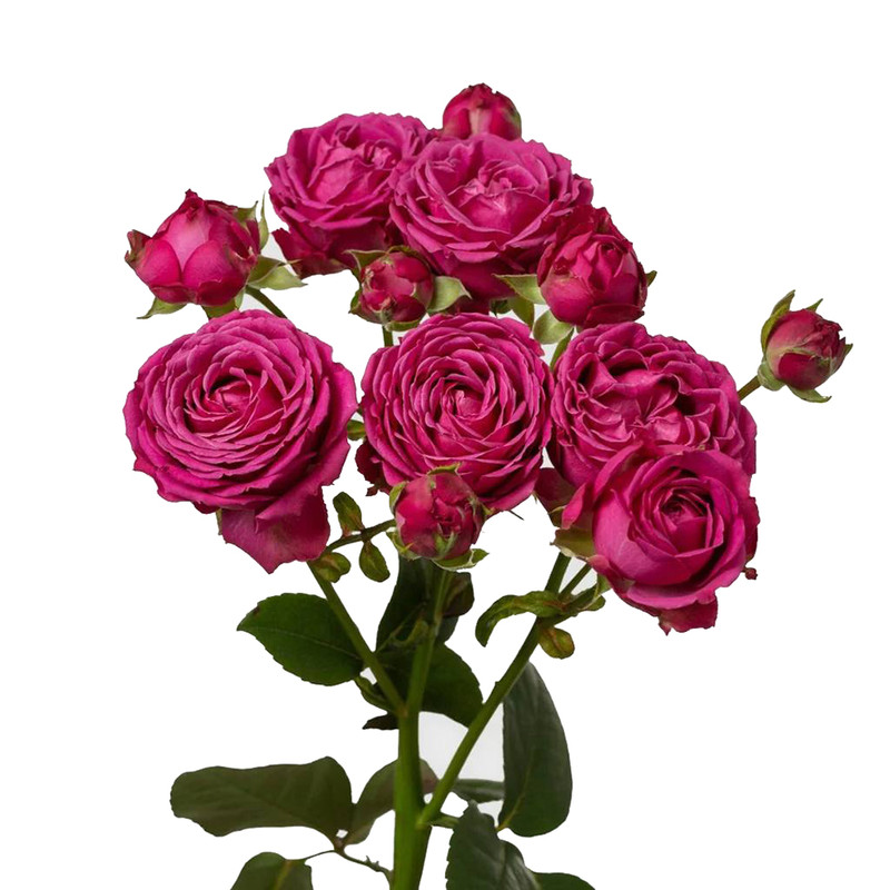 Роза кустовая Classic Sensation Spray Rose