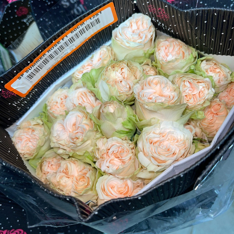 SUMMER ROSE