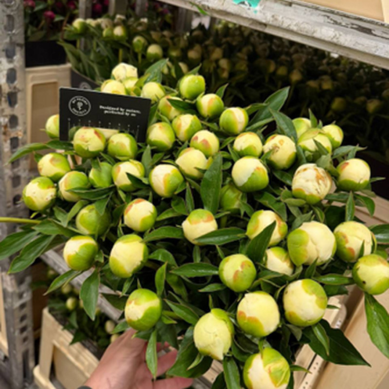 Duchesse de nemours