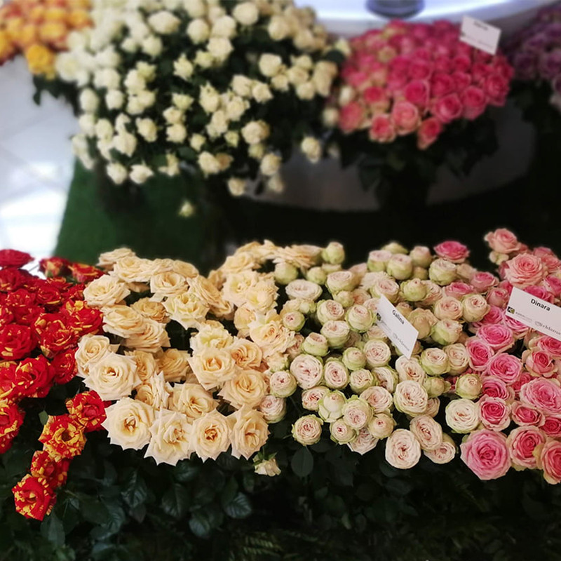 Роза кустовая Spray Roses MIX