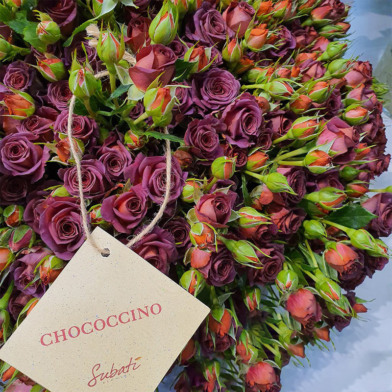 Роза кустовая Choccocino