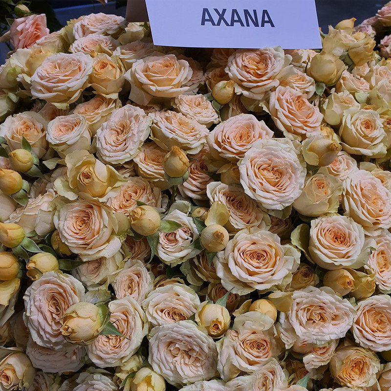 Роза кустовая Axana
