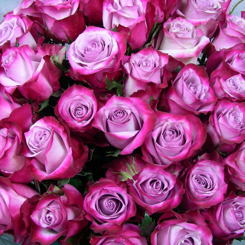 Роза Deep Purple