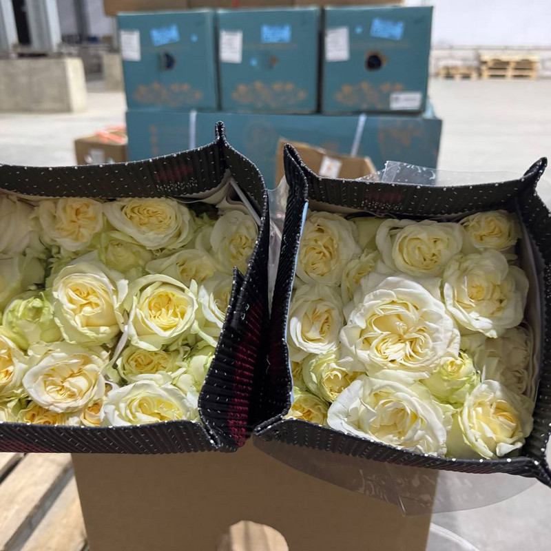 Роза Spray Rose Moonlight
