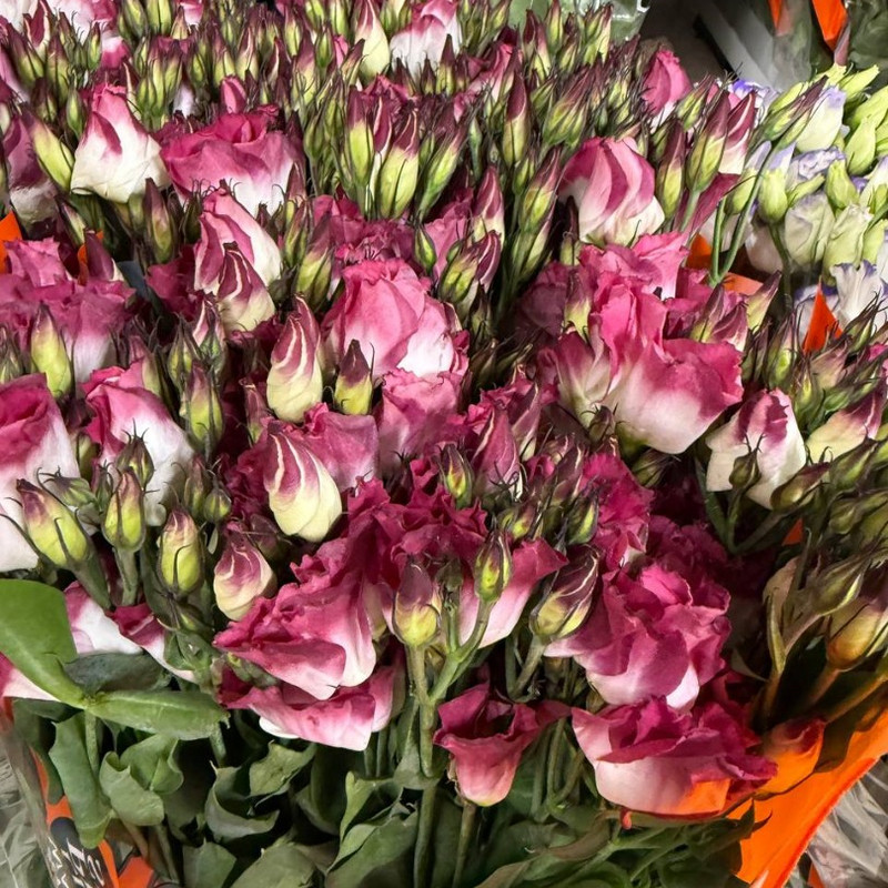 Эустома (Lisianthus)