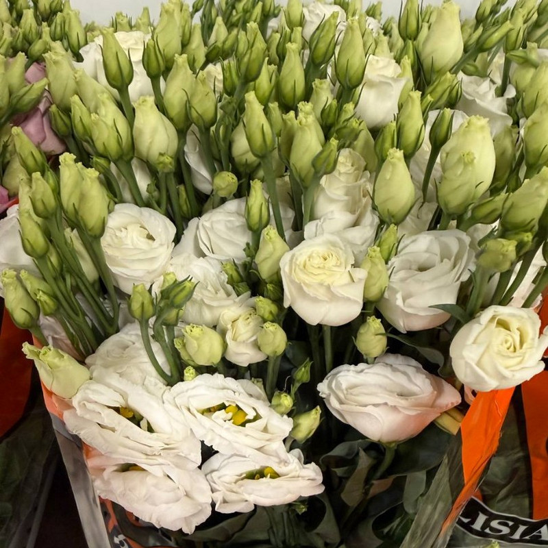 Эустома (Lisianthus)